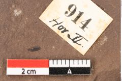 Foto (Detailsansicht) von Quercus mediterranea, Unger (NHMW-GEO-2024-0188-0914)